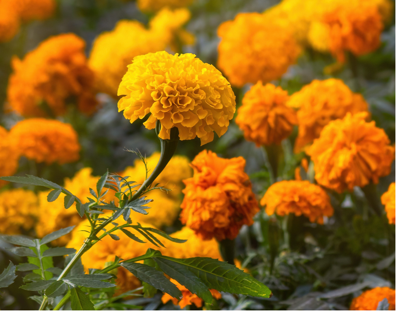 油痘肌救星!金盞花控油抗發炎、舒緩泛紅,還你清爽無痘肌