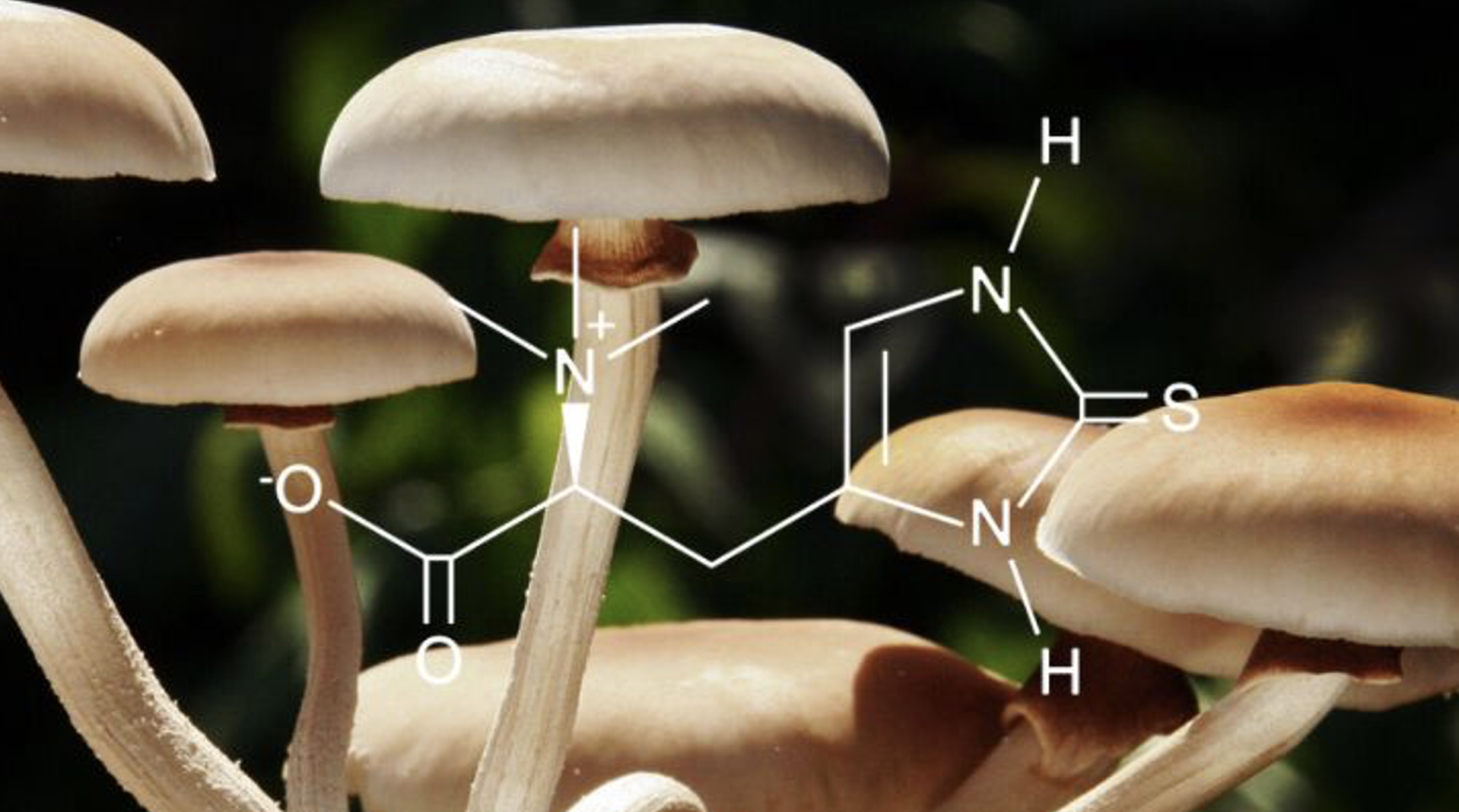 頂級亮白配方愛用的「麥角硫因」 憑這 5 點贏在細胞級修復